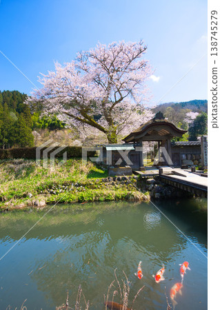 A landscape with cherry blossoms in full bloom - Asakura Clan Ruins A landscape with cherry blossoms in full bloom - Asakura Clan Ruins 138745279