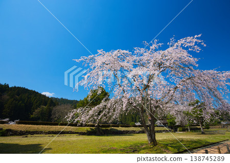 A landscape with cherry blossoms in full bloom - Asakura Clan Ruins A landscape with cherry blossoms in full bloom - Asakura Clan Ruins 138745289