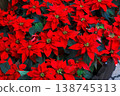 Poinsettia 138745313