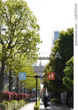 A tree-lined avenue stretching towards the sky, adorned with fresh green leaves. A safe pedestrian and bicycle-only path in Odaiba (vertical composition). 138745339