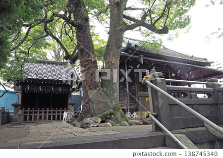 Hikawa Shrine in Senju 4-chome: Shrine building and sacred tree (Adachi Ward, Tokyo) Hikawa Shrine in Senju 4-chome: Shrine building and sacred tree (Adachi Ward, Tokyo) 138745340