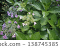 Hydrangeas that have begun to bloom 138745385