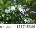 White hydrangea 138745386