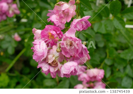 Pink roses blooming in a flowerbed: an elegant garden scene. 138745439