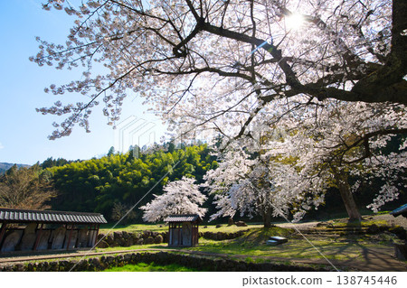 Springtime at the Ichijōdani Asakura Clan Ruins and Nishiyama Kōshōji Temple Site Springtime at the Ichijōdani Asakura Clan Ruins and Nishiyama Kōshōji Temple Site 138745446