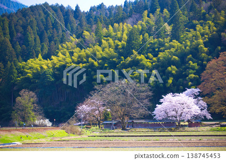 Springtime at the Ichijōdani Asakura Clan Ruins and Nishiyama Kōshōji Temple Site Springtime at the Ichijōdani Asakura Clan Ruins and Nishiyama Kōshōji Temple Site 138745453