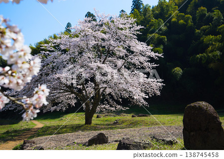 Springtime at the Ichijōdani Asakura Clan Ruins and Nishiyama Kōshōji Temple Site Springtime at the Ichijōdani Asakura Clan Ruins and Nishiyama Kōshōji Temple Site 138745458