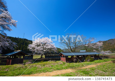 Springtime at the Ichijōdani Asakura Clan Ruins and Nishiyama Kōshōji Temple Site Springtime at the Ichijōdani Asakura Clan Ruins and Nishiyama Kōshōji Temple Site 138745473