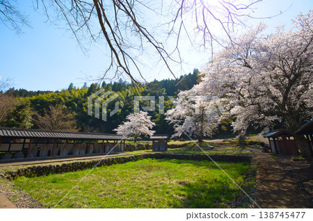 Springtime at the Ichijōdani Asakura Clan Ruins and Nishiyama Kōshōji Temple Site 138745477