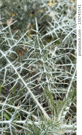 Thorny plant with intricate spiky leaves in natural setting, suitable for background use Thorny plant with intricate spiky leaves in natural setting, suitable for background use 138745541