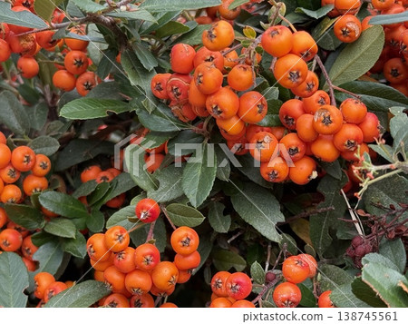 Berried shrub with clusters of bright orange berries amidst green foliage 138745561
