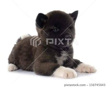 puppy amerikan akita in studio 138745843
