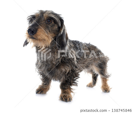 Wire haired dachshunds 138745846