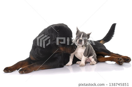 french bulldog and rottweiler french bulldog and rottweiler 138745851