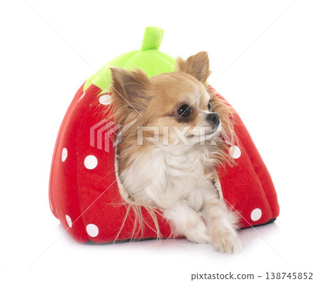 young little chihuahua in dog bed young little chihuahua in dog bed 138745852