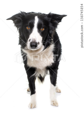 black and white border collie black and white border collie 138745854