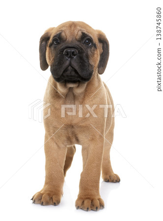 puppy bull mastiff puppy bull mastiff 138745860