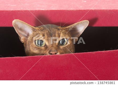 Abyssinian cat in studio Abyssinian cat in studio 138745861