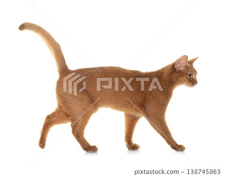 Abyssinian cat in studio Abyssinian cat in studio 138745863