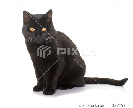 black cat in studio black cat in studio 138745864