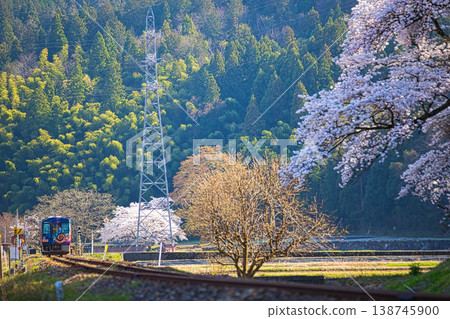 A local train running through cherry blossoms in bloom. A local train running through cherry blossoms in bloom. 138745900