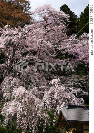 大船渡市的紅彼岸櫻花 138745993