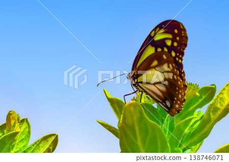 Snowdrop and Chestnut Butterfly 138746071