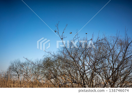 湛藍的天空，一隻小鳥停在樹枝上。 138746074