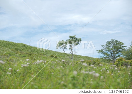 A single tree standing on a grassy hill against a summer blue sky. A single tree standing on a grassy hill against a summer blue sky. 138746162