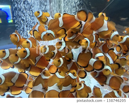 A small paradise in the ocean: a school of clownfish 138746205