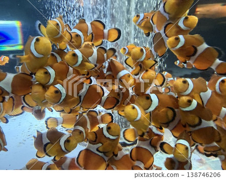 A small paradise in the ocean: a school of clownfish A small paradise in the ocean: a school of clownfish 138746206