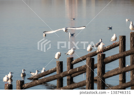 Seagulls by the water's edge Seagulls by the water's edge 138746331