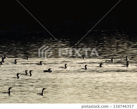 A flock of cormorants swimming on the lake's surface. A flock of cormorants swimming on the lake's surface. 138746357