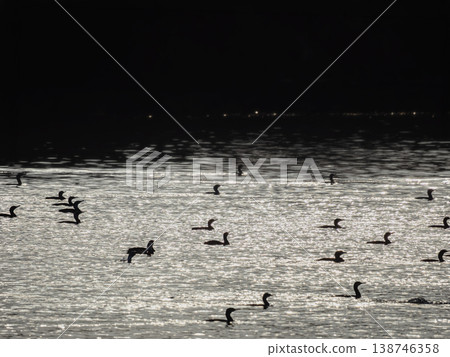 A flock of cormorants swimming on the lake's surface. A flock of cormorants swimming on the lake's surface. 138746358
