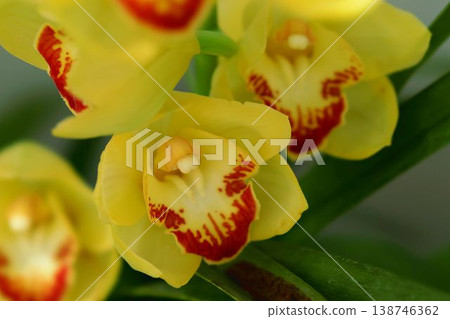 Cymbidium Cymbidium 138746362
