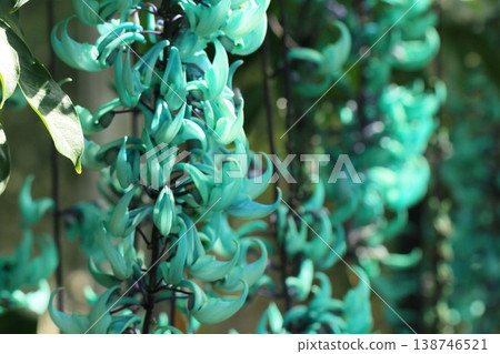 The tropical flower, the jade vine, is in full bloom in the Okinawan landscape. The tropical flower, the jade vine, is in full bloom in the Okinawan landscape. 138746521