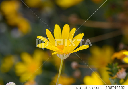 Vibrant yellow flowers bloom under the sunlight, creating a cheerful atmosphere in a lush garden 138746562