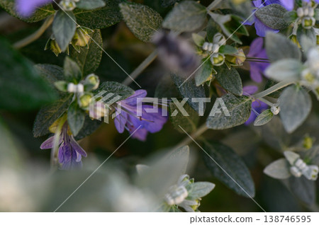 Vibrant purple blossoms peek through lush green foliage in a sunlit garden setting during spring Vibrant purple blossoms peek through lush green foliage in a sunlit garden setting during spring 138746595