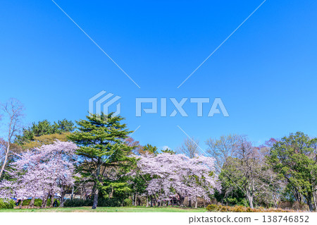 Cherry blossoms, Kinoshita Park, Sendai, Yakushido Temple Cherry blossoms, Kinoshita Park, Sendai, Yakushido Temple 138746852