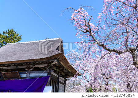 Cherry blossoms, Kinoshita Park, Sendai, Yakushido Temple Cherry blossoms, Kinoshita Park, Sendai, Yakushido Temple 138746854