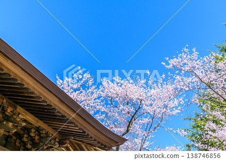 Cherry blossoms, Kinoshita Park, Sendai, Yakushido Temple Cherry blossoms, Kinoshita Park, Sendai, Yakushido Temple 138746856