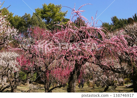 盛開的梅花 盛開的梅花 138746917