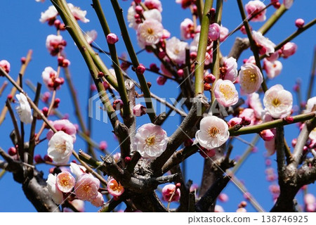 盛開的梅花 盛開的梅花 138746925