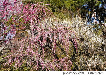 Blooming plum Blooming plum 138746928