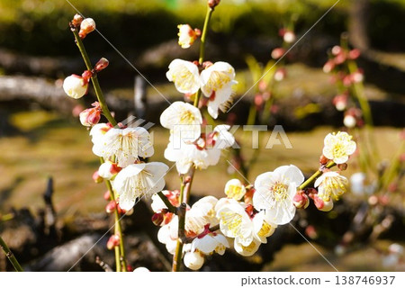 Blooming plum 138746937