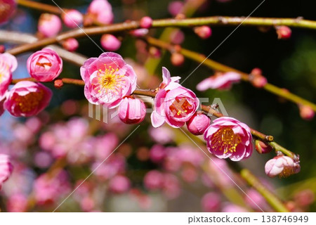 Blooming plum 138746949