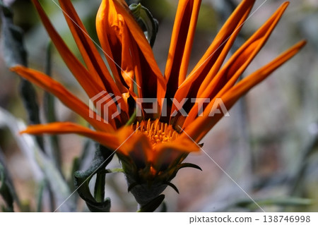Orange Treasure Flower Gazania Rigens in Bloom Orange Treasure Flower Gazania Rigens in Bloom 138746998