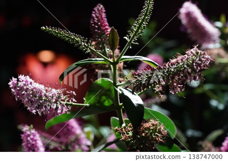 Hebe Flowers in Bloom Closeup Nature Photography Hebe Flowers in Bloom Closeup Nature Photography 138747000