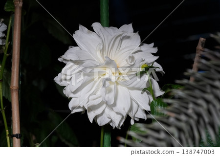 White Dahlia Flower Close Up Beauty and Nature White Dahlia Flower Close Up Beauty and Nature 138747003