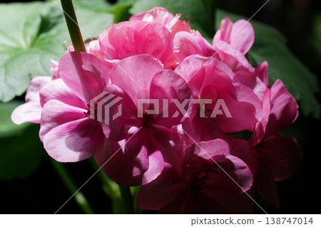 Close up of Pink Geranium Flowers in Bloom 138747014